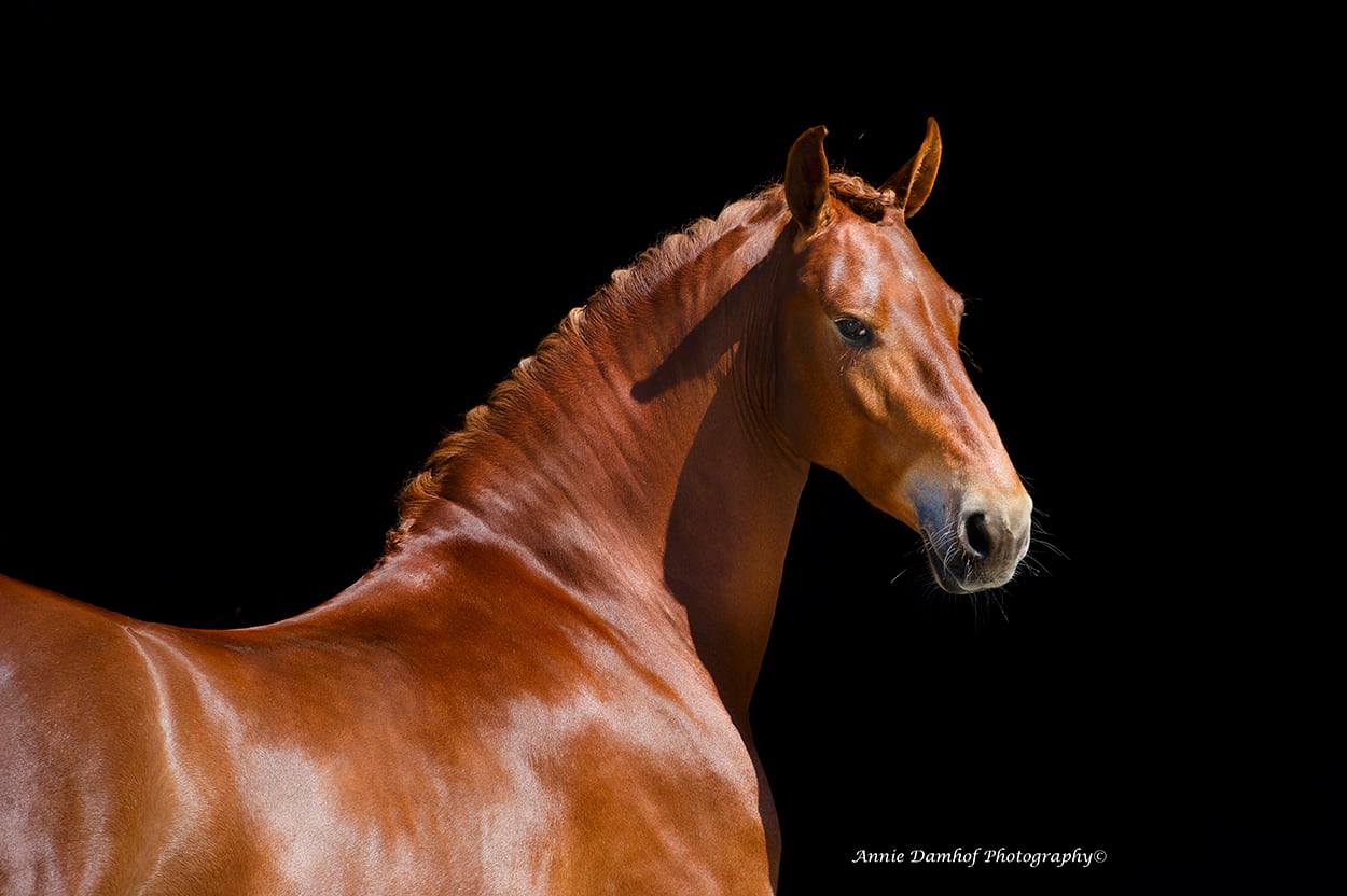 Gorgeous Fleur, a very rare chestnut Friesian